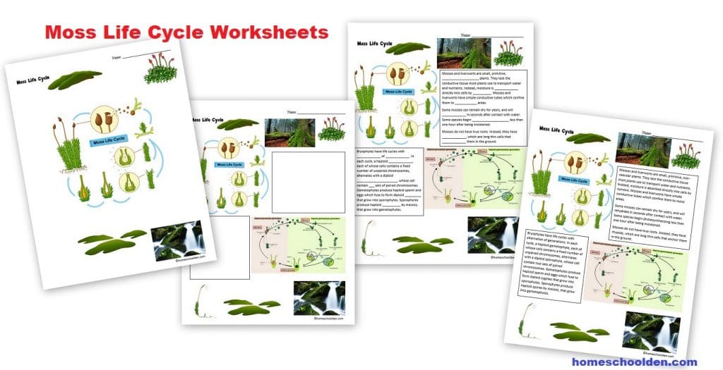 Moss Life Cycle Worksheets