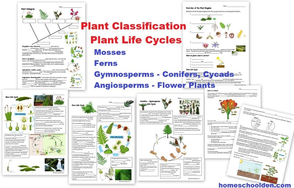 Plant Classification Worksheets - Ferns Mosses Conifers Plant life cycles