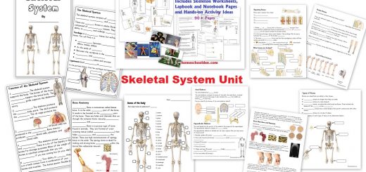 Skeletal System Unit