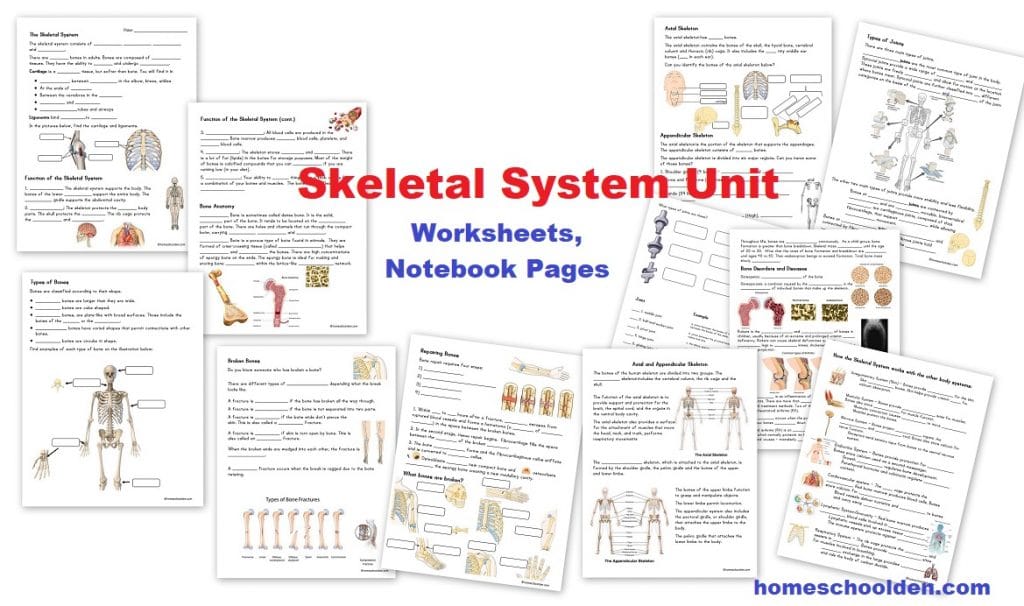 Skeletal System Unit - Worksheets Notebook Pages