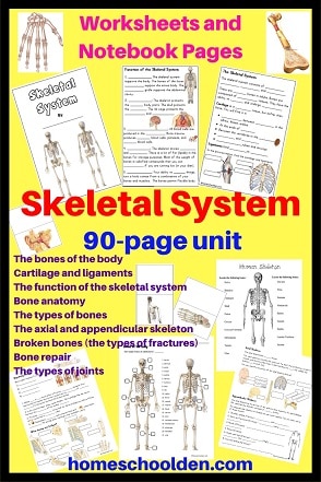 Skeletal System Unit Worksheets and Notebook Pages