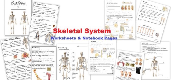 Skeletal System Worksheets and Notebook Pages
