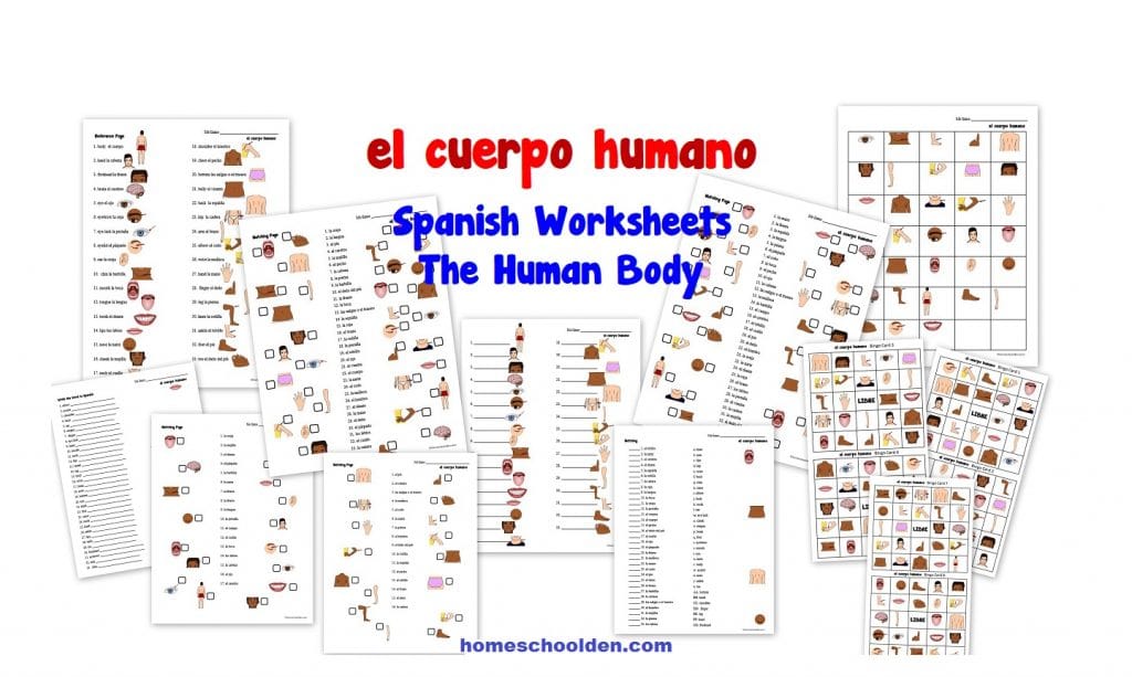 el cuerpo humano - Spanish Worksheets for Kids