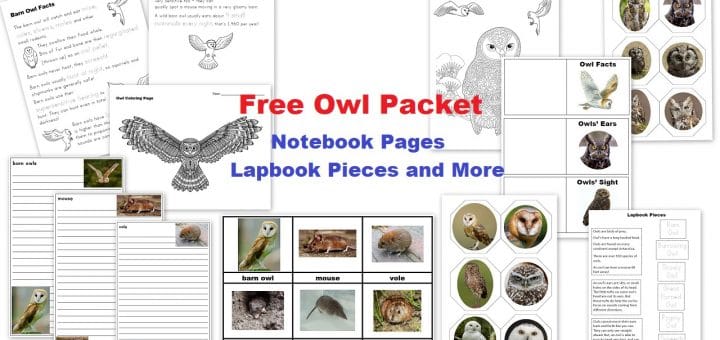Free Owl Worksheets Printables Lapbook - Notebook Pages