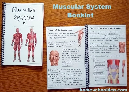 Muscular System Booklet