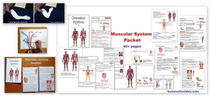 Muscular System Unit Worksheets and Hands-On Activities