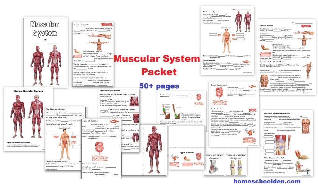 Muscular System Unit - Worksheets and Notebook Pages