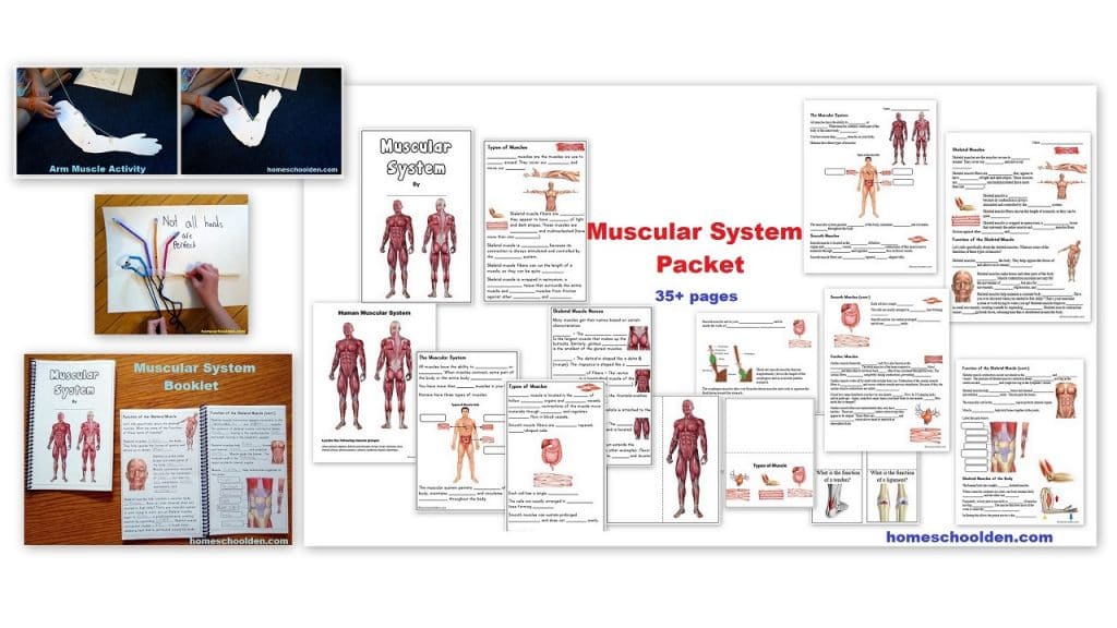 Muscular System Unit and Hands-On Activities