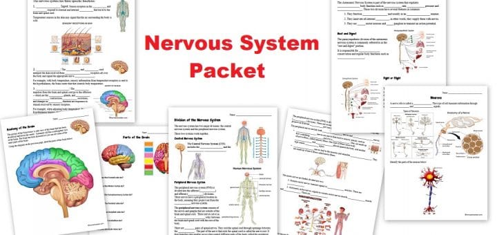 Nervous System Worksheet Packet