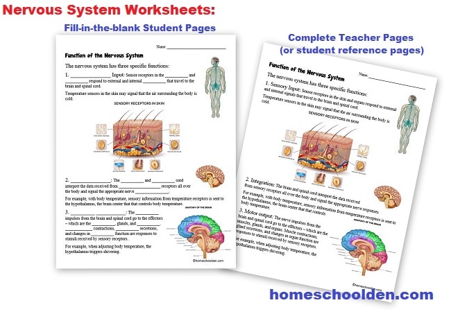 Nervous System Worksheets