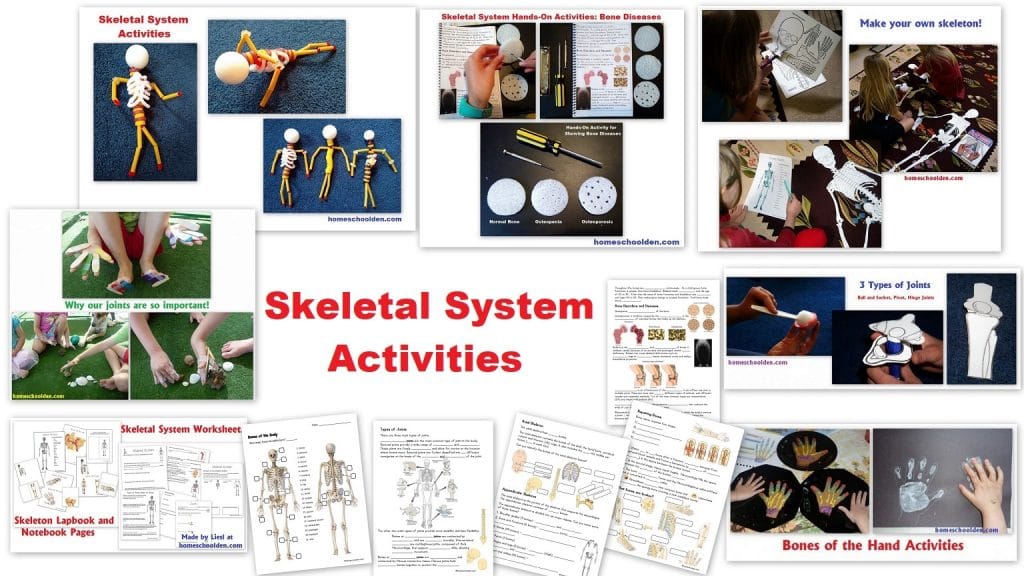Skeletal System Activities - Homeschool Den