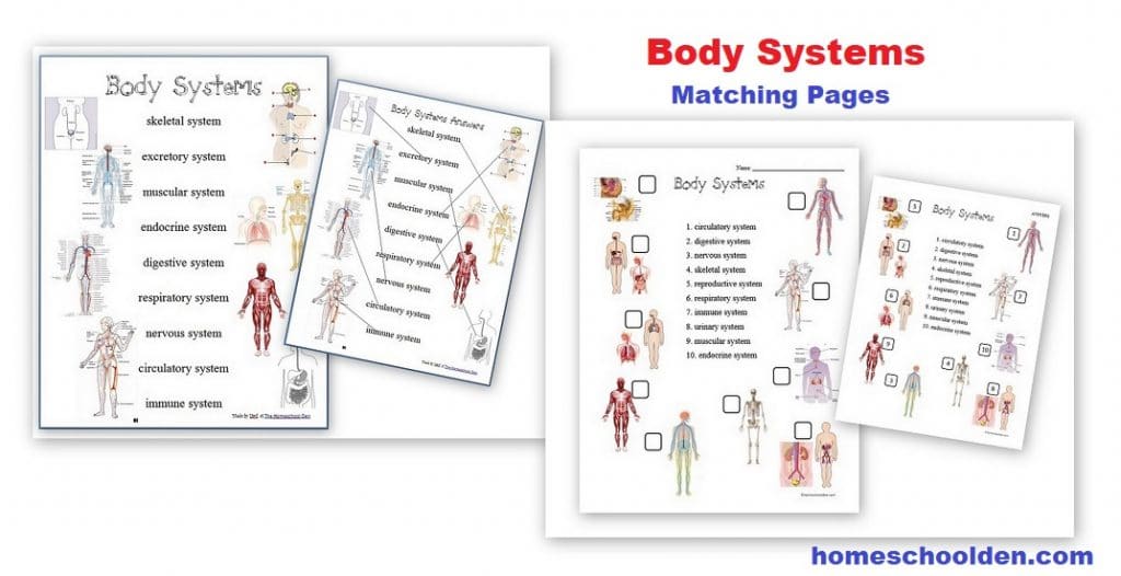 Body System Matching Pages