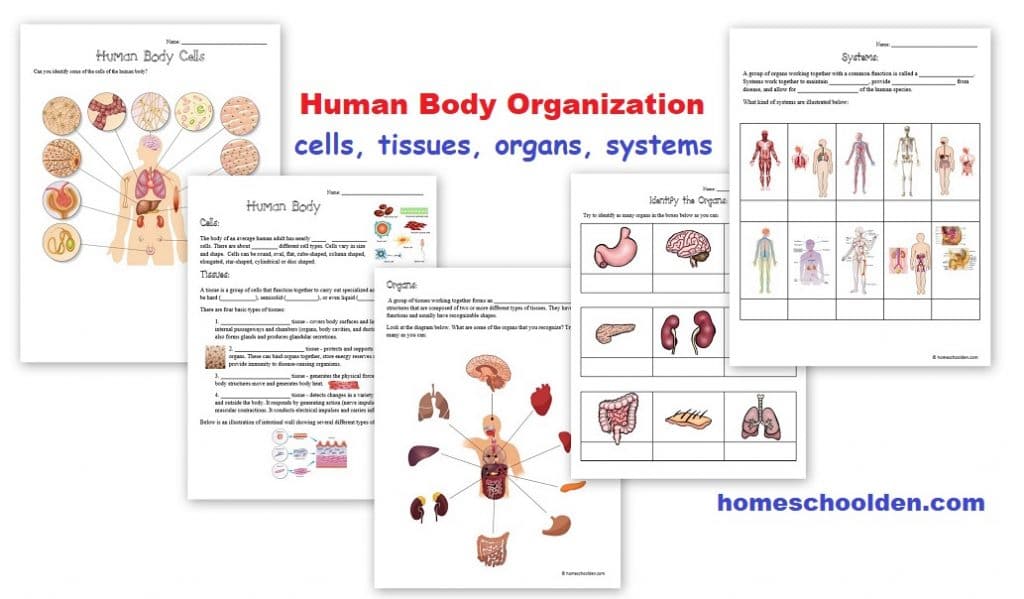 Human Body Organization cells tissue organs systems