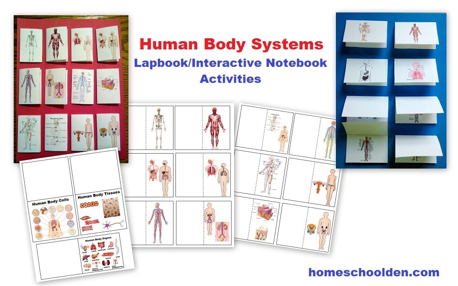 Human Body Systems - Lapbook Interactive Notebook Activities
