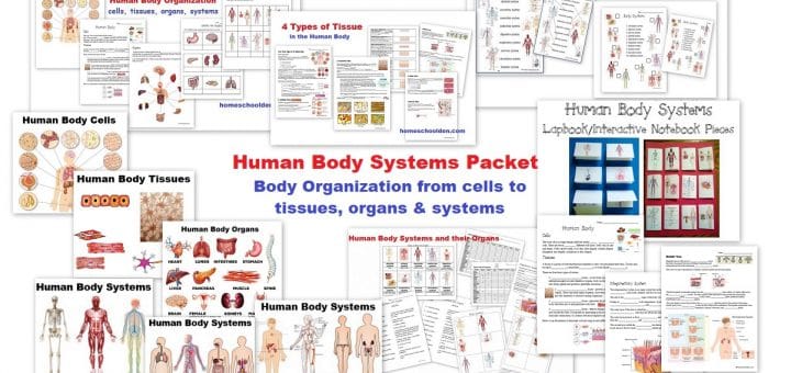 Human Body Systems Worksheets and Activities
