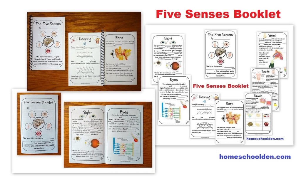 Five Senses Printable Booklet