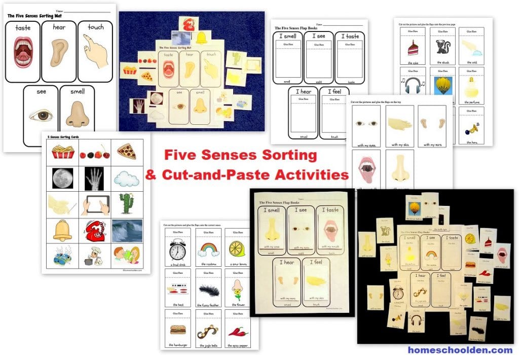 Five Senses Sorting and Cut-and-Paste Activities