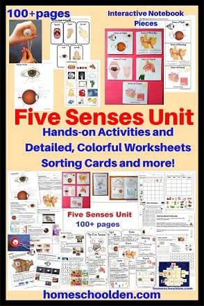 Five Senses Unit - Worksheets Activities Sorting Cards and More