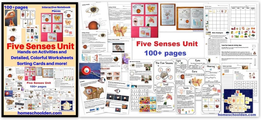 Five Senses Unit - Worksheets Sorting Cards Interactive Notebook Activities and More