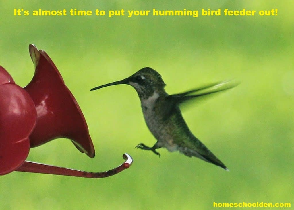Humming Bird Feeder