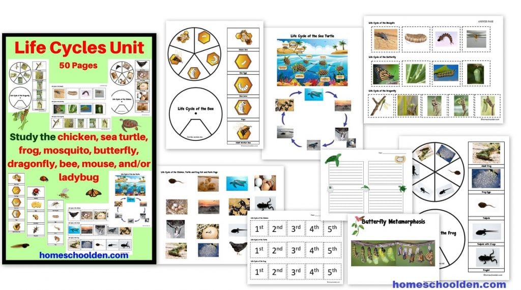 Life Cycles Unit - Chicken Sea Turtle Frog Mosquito Butterfly Dragonfly and More