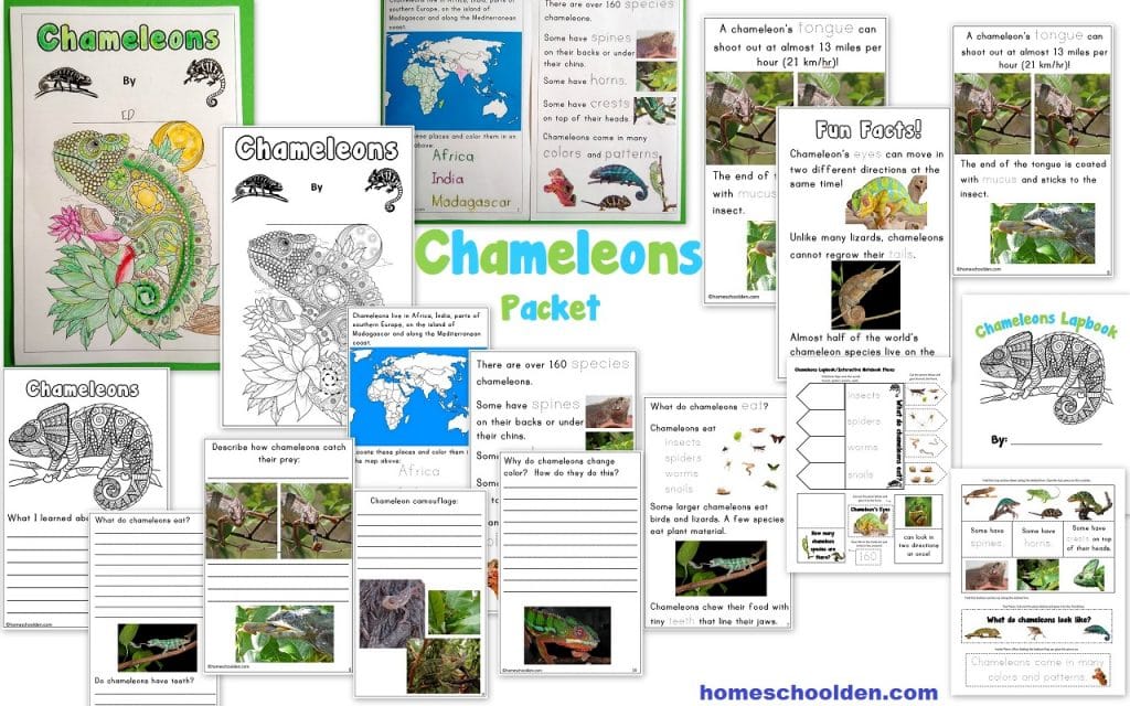 Chameleons Packet