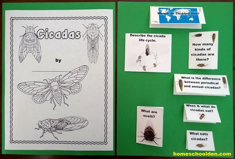 Cicadas Lapbook or Interactive Notebook Activity
