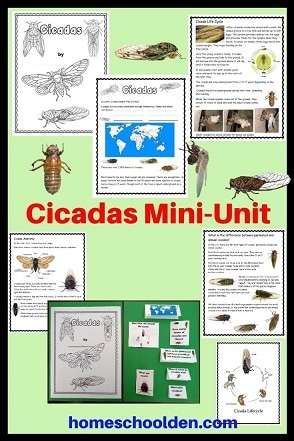Cicadas Worksheets - Cicada Unit
