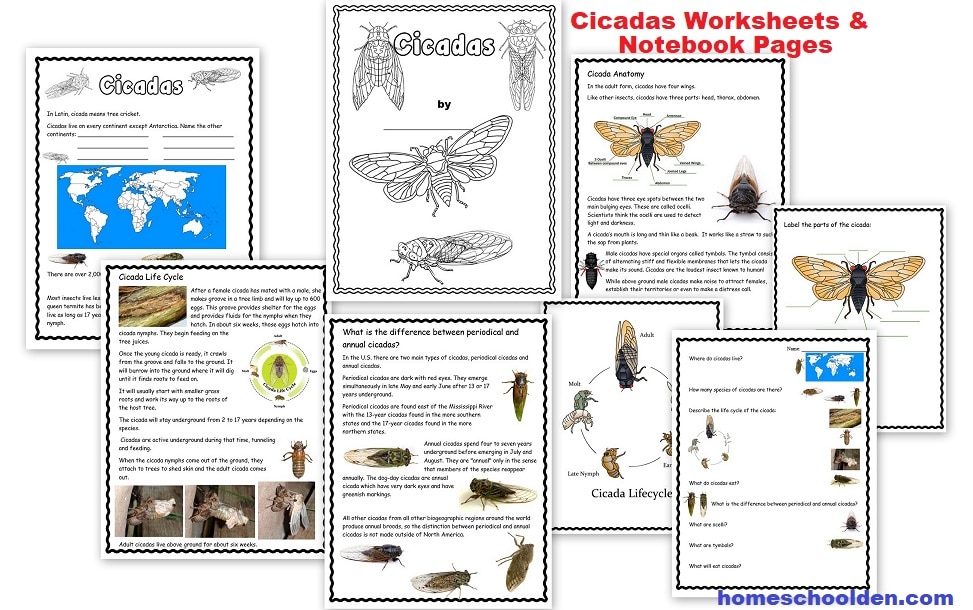 Cicadas Worksheets and Notebook Pages