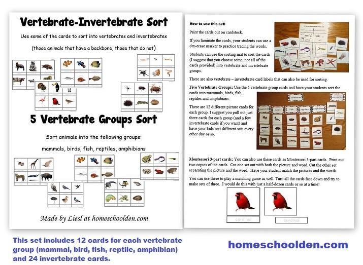 Vertebrate - Invertebrate Cards