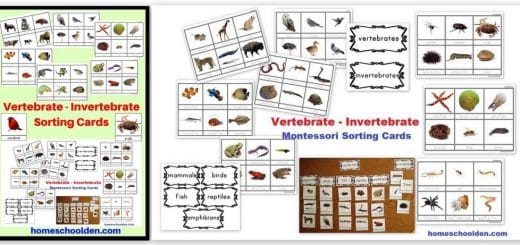 Vertebrate Invertebrate sorting Cards