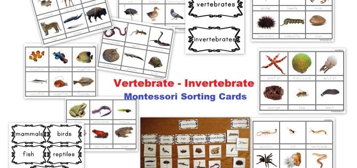 Vertebrate - invertebrate Montessori Cards