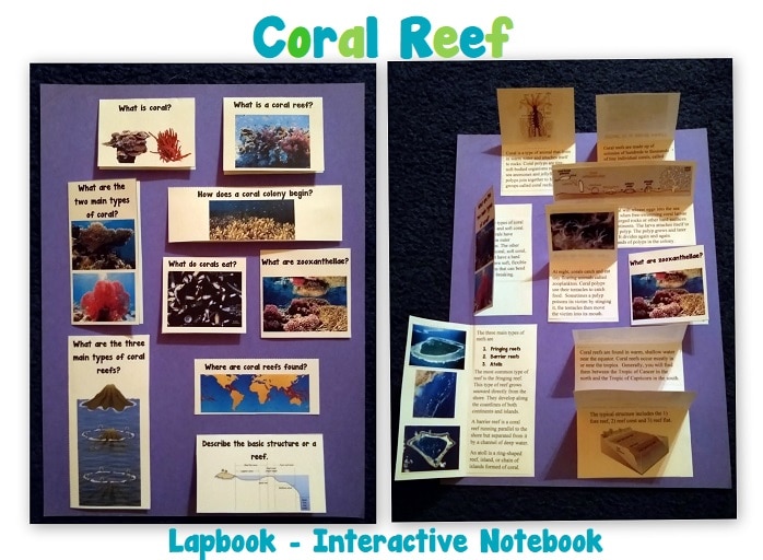 Coral Reef - Lapbook - Interactive Notebook Pages