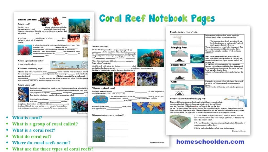 Coral Reef Notebook Pages - Worksheets