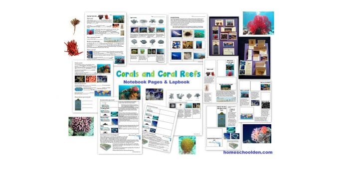 Coral Reef Worksheets - Interactive Notebook Page Activity