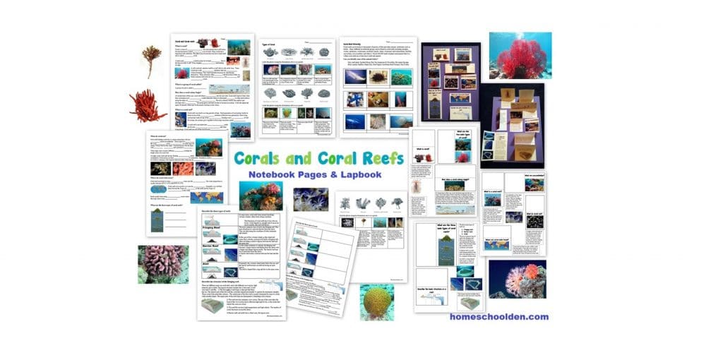 Coral Reef Worksheets - Interactive Notebook Page Activity
