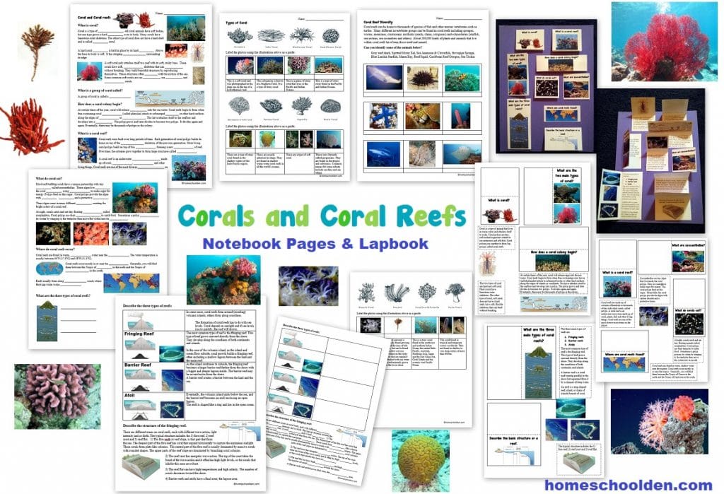 Corals and Coral Reefs Worksheets - Notebook Pages and Lapbook Activity
