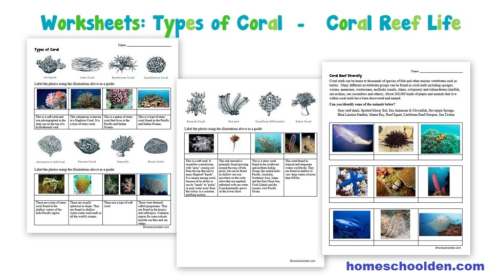 Worksheets - Types of Coral - Coral Reef Life
