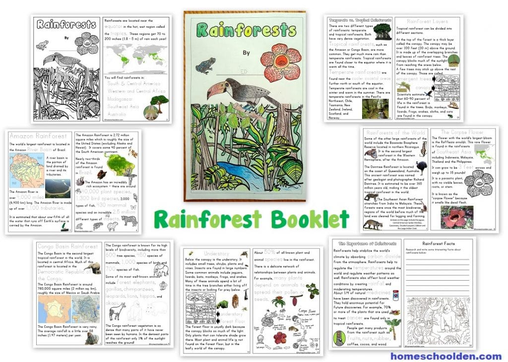 Rainforest Booklet Worksheets