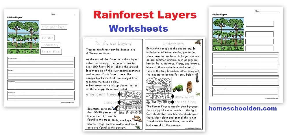 Rainforest Layers Worksheets