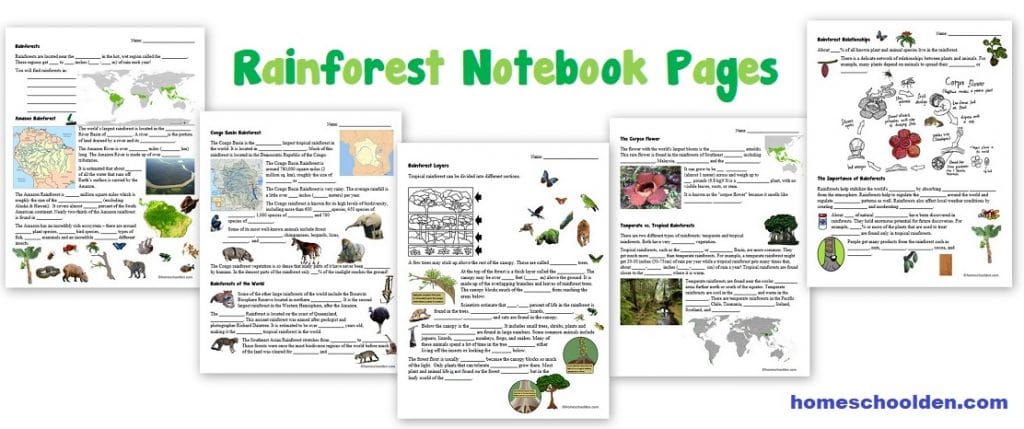 Rainforest Notebook Pages - Worksheets