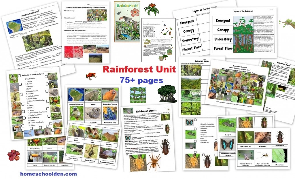 Rainforest Unit 75 pages