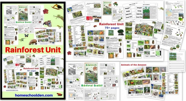 https://homeschoolden.com/wp-content/uploads/2020/10/Rainforest-Unit-Animals-and-Insects-of-the-Rainforest-Layers-of-the-Rainforest-and-more-768x416.jpg