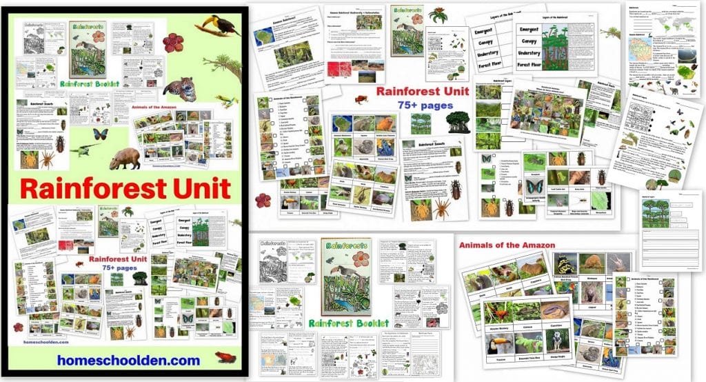 Rainforest Unit - Animals and Insects of the Rainforest Layers of the Rainforest and more