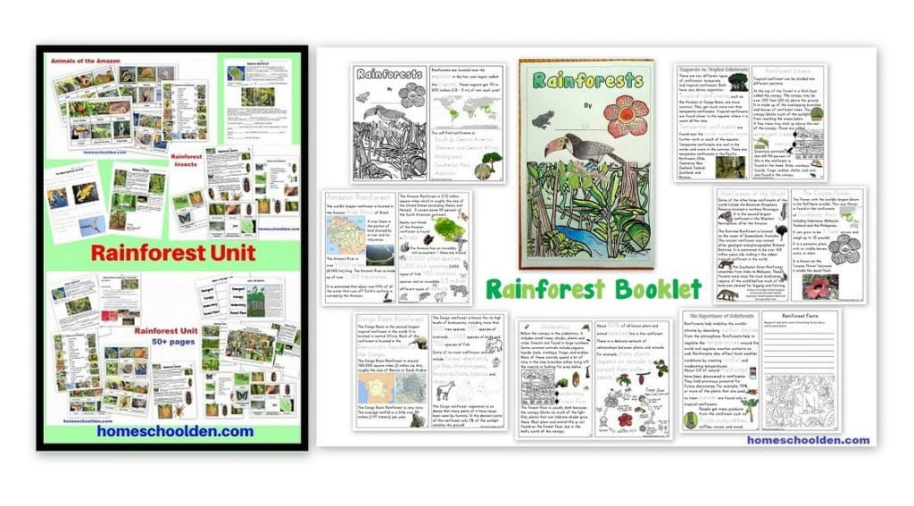 Rainforest Worksheets - Booklet - Notebook Pages
