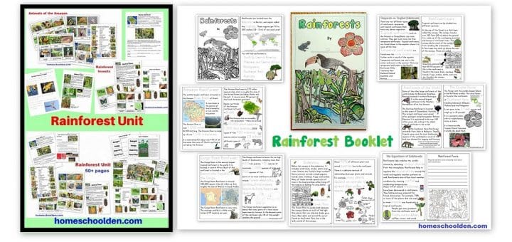 Rainforest Worksheets - Booklet - Notebook Pages