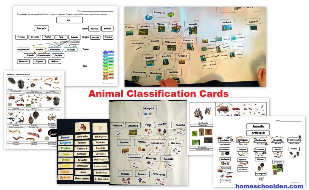 Animal Classification Cards