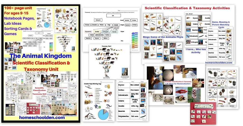Animal Kingdom - Scientific Classification and Taxonomy Unit with worksheets notebook pages and activities