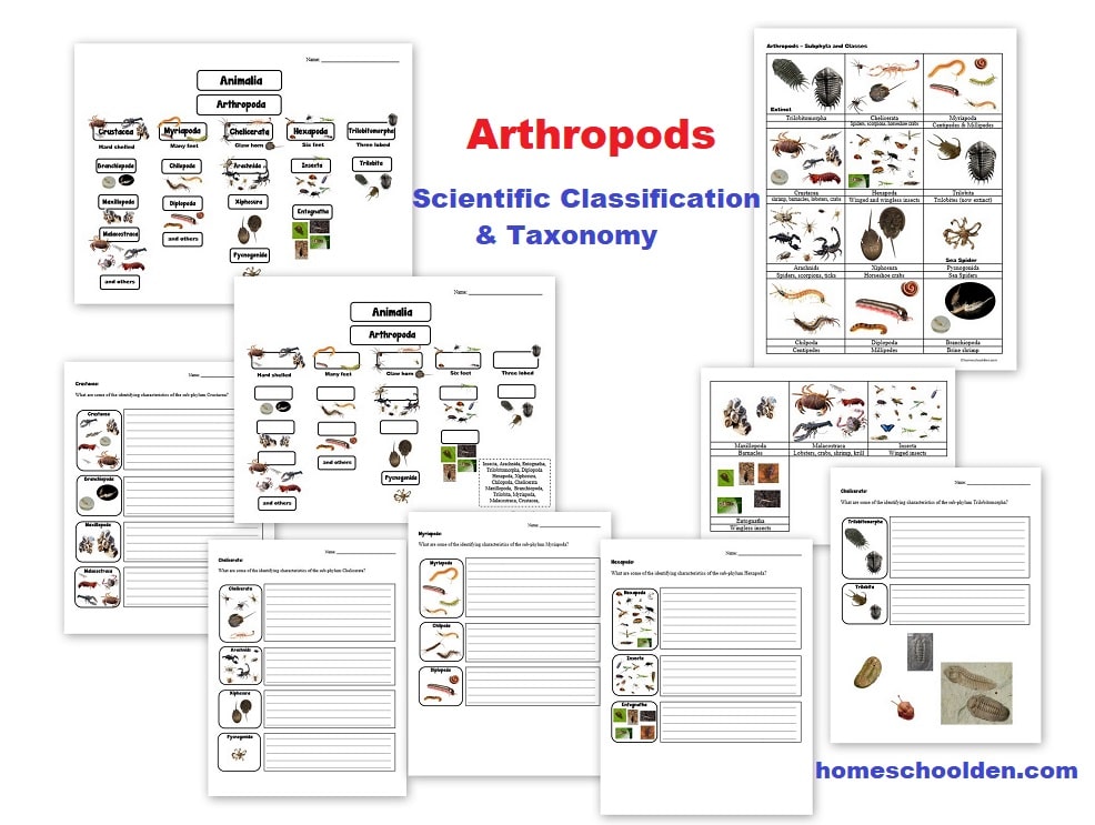 Arthropods Worksheets - Notebook Pages
