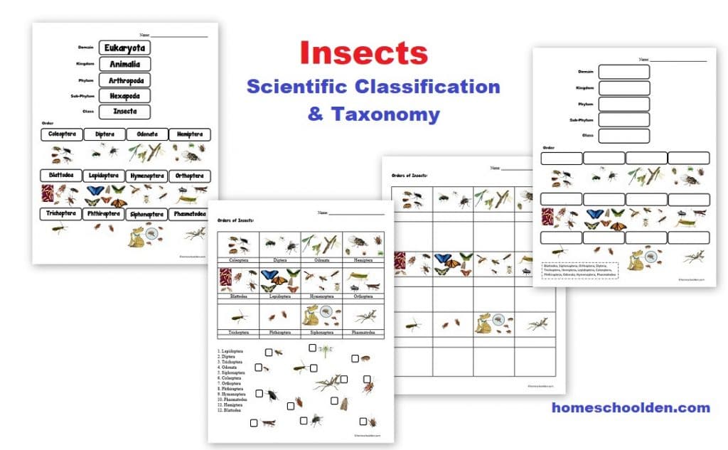 Insect Worksheets - Scientific Classification and Taxonomy